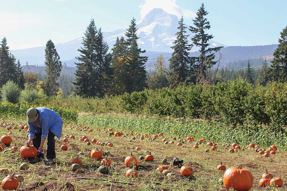 The pumpkin patch at Mount View Orchards is one stop on the Hood River County Fruit Loop. 