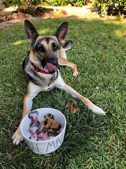 German shepherd with bowl of homemade dog treats for National Dog Day