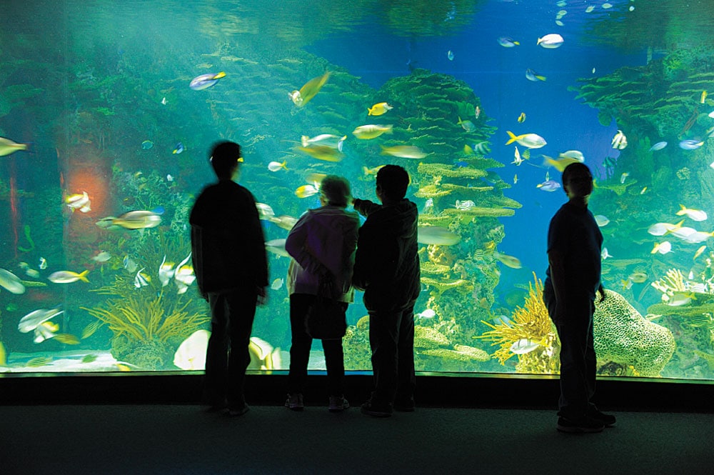 Ripley’s Aquarium of the Smokies in Pigeon Forge allows visitors to experience a variety of displays, including coral reef, ocean realm and shark lagoon. 