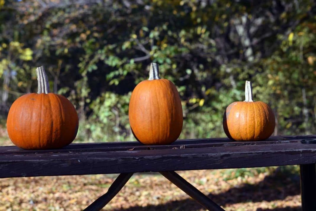 3 pumpkins on a picnic table