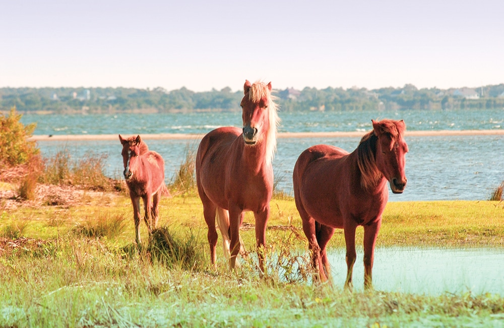 The wild horses on Shackleford Banks are descendants of Spanish mustangs that were brought to North Carolina five centuries ago.