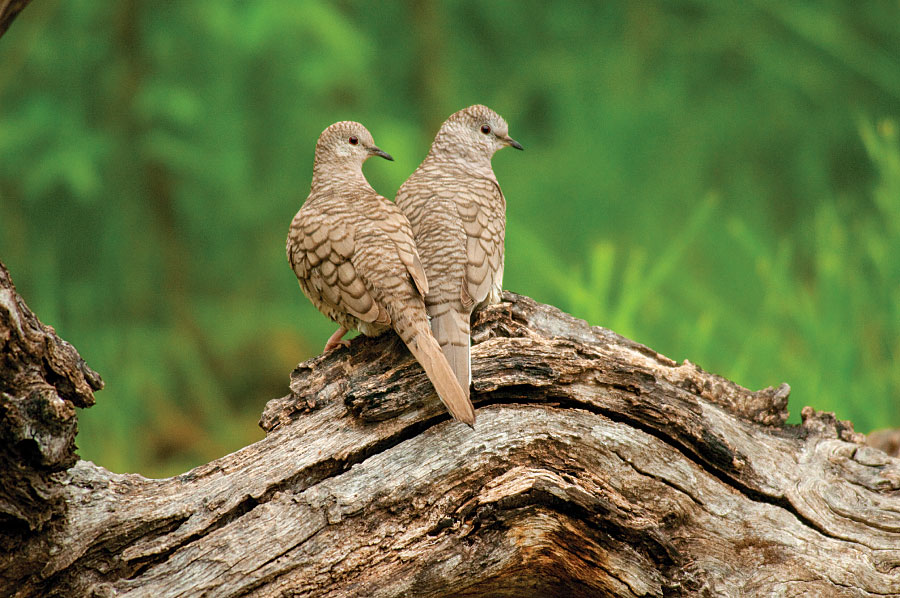 A pair of Inca dove perch on a felled log at South Llano River State Park.