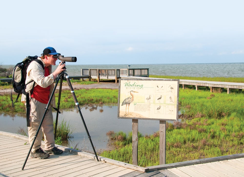 Birding is a popular activity along the boardwalk at Aransas National Wildlife Refuge.