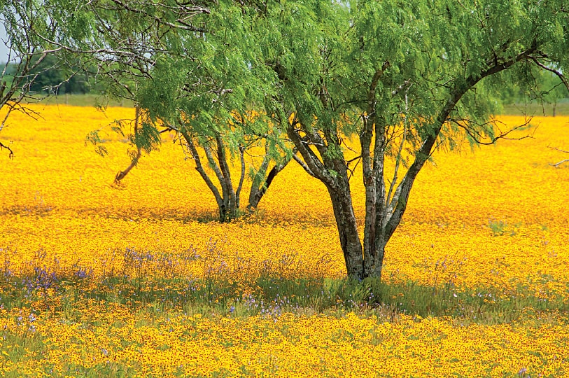 his yellow daisy field among mesquite trees was a beautiful site in Goliad County.