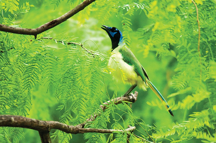  A green jay serenades visitors at Laguna Atascosa National Wildlife Refuge.