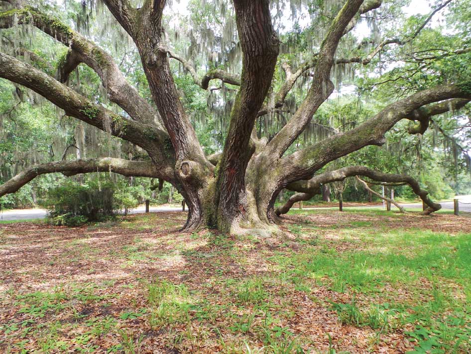 You may recognize this iconic tree from its appearance in the film “Forrest Gump.” In the movie, Forrest teaches Jenny to dangle from its limbs.