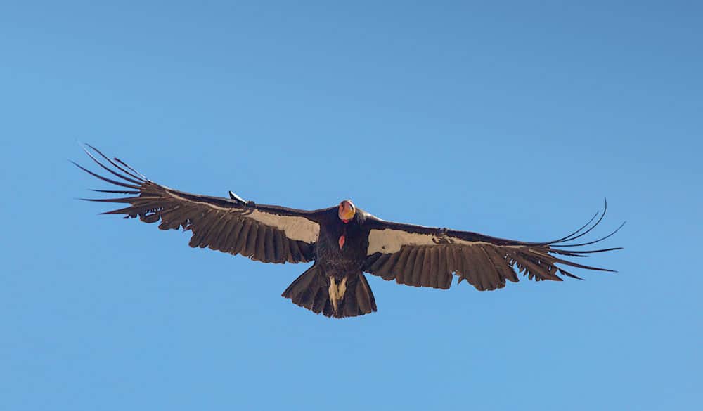 Condor or Vulture? California condors and common turkey vultures look similar from a distance. Both have distinctive bald red heads, both soar on thermals, and both inhabit the same territory. Here are some clues to tell them apart: California condors are larger, with a 10-foot wingspan. Turkey vultures have a 61⁄2-foot wingspan. Condor wings have white feathers on the leading edge of the underside. Turkey vulture wings have white feathers on the trailing edge. Condor tail feathers are fan-shaped. Turkey vulture tail feathers are less-pronounced. Condors are rare and typically fly solo or in pairs. Turkey vultures are plentiful and often fly in flocks. Condors flap their wings far less frequently than turkey vultures. Condor Stats* Total Population 435 Captive Population 167 Wild Population 268 Wild Population in California 155 *Source: California Condor Recovery Program