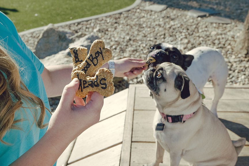 Homemade dog treats and two pug dogs up close