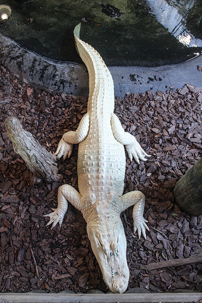 See rare albino alligators at the St. Augustine Alligator Farm Zoological Park.