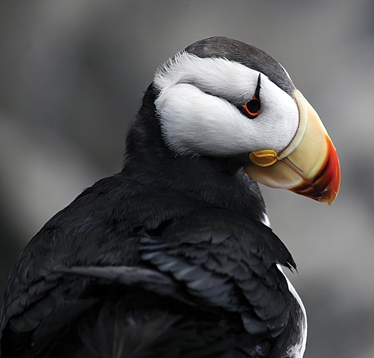 Puffins are one of the most popular Alaska seabirds and can be seen at the Alaska SeaLife Center.