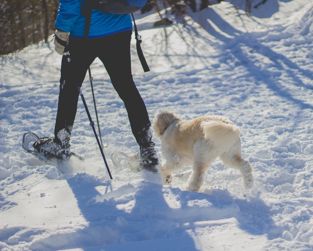 snowshoeing with a dog