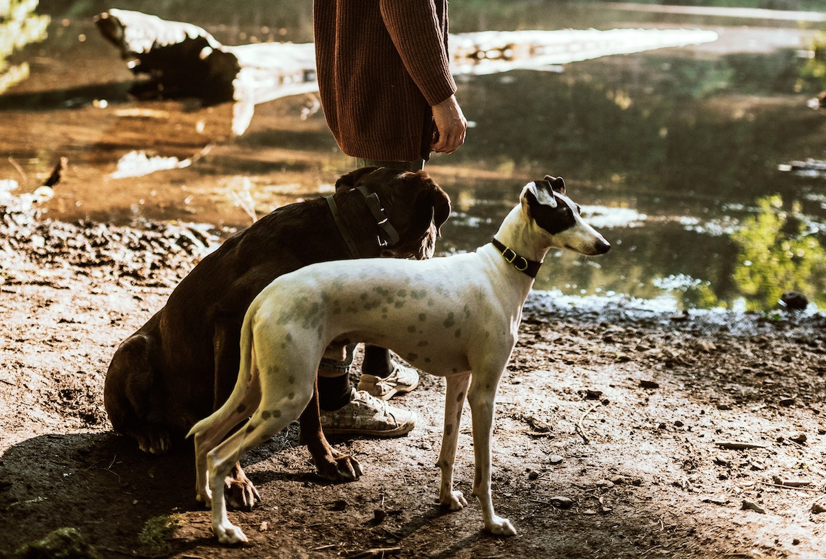 a camper with her two dogs