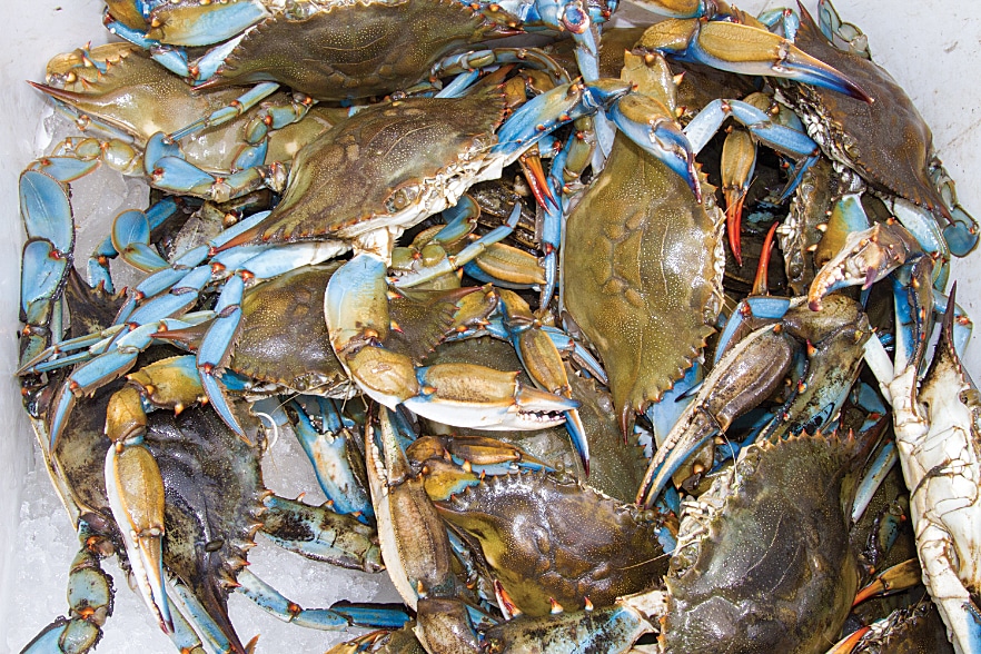 The area’s blue crabs are famously delicious, and you don’t even need a license to catch them – just some string and a little bait, and before long you’ll be cooking up a fresh, tasty meal.