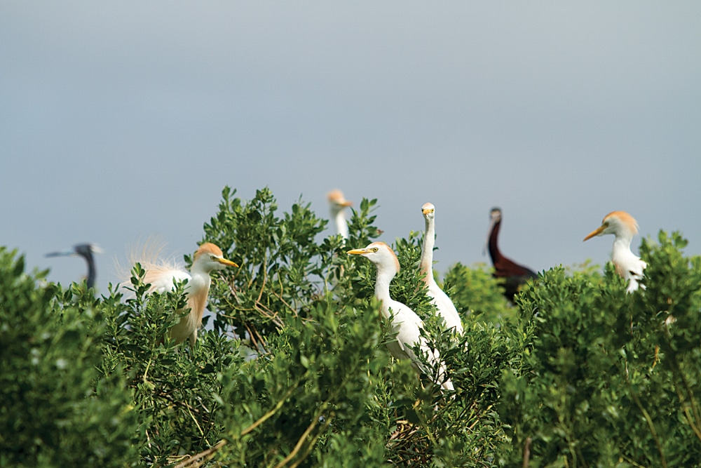 The rookery on Grosse Savanne sanctuary is home to egrets, herons, cormorants, pelicans and other water birds.