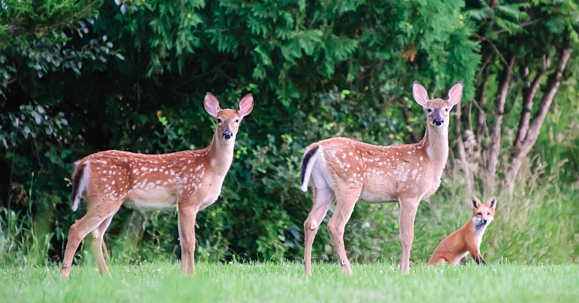 The bucolic rural countryside is filled with natural beauty, including two fawns and a fox who paused for a picture. 