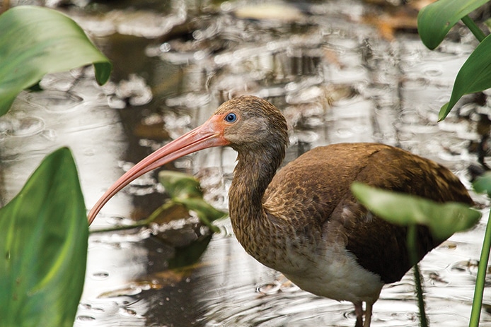 A juvenile white ibis (its feathers haven’t molted to white) in Corkscrew Swamp Sanctuary south of Fort Myers, stalks the water for prey. 