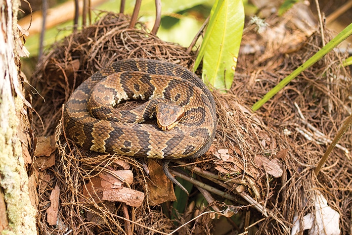 The sign at Corkscrew Swamp Sanctuary identified this snake as a water moccasin, a poisonous viper that lives in the swamp.