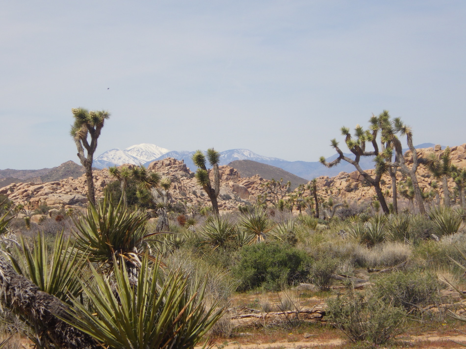 Joshua Tree National Park