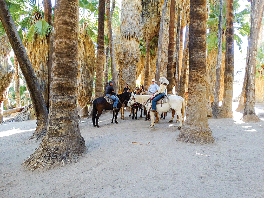 Smoke Tree Stables offers equestrian tours of Palm Canyon. 