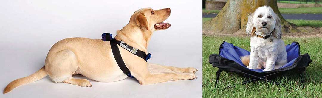 Black harness on golden lab and white small dog on blue pet bed