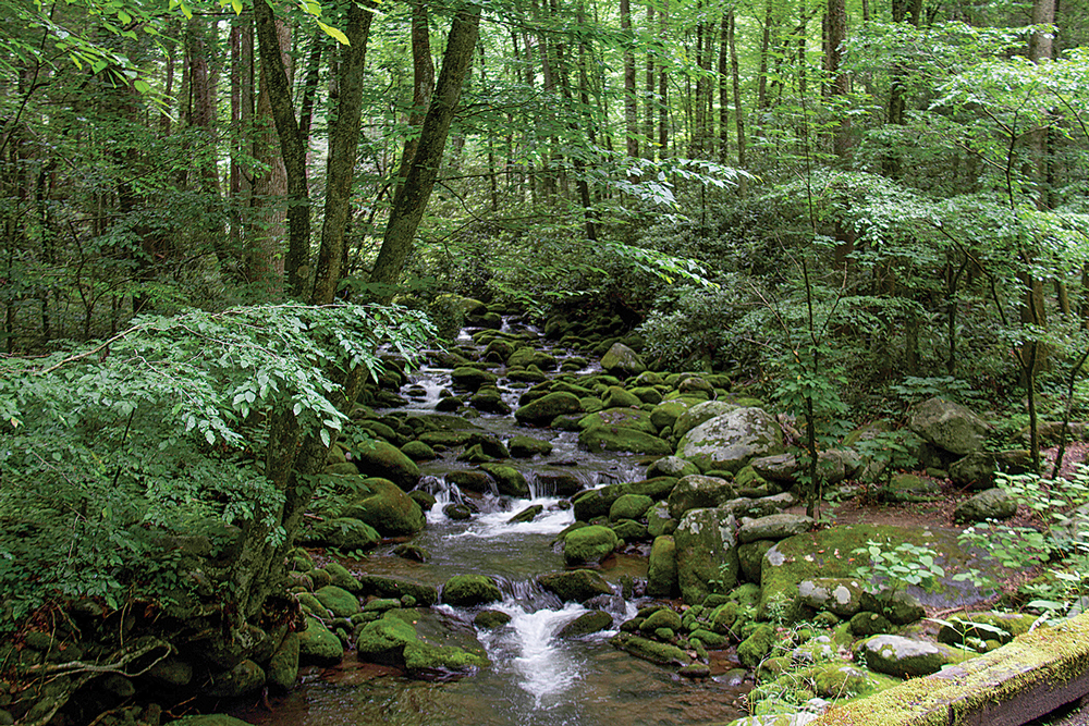 Roaring Fork Motor Nature Trail stream and small waterfalls amongst greenery