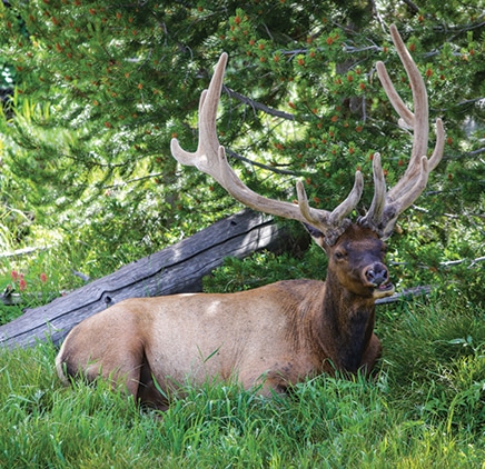 A bull elk sporting velvet antlers relaxes in the shade on a warm summer day.