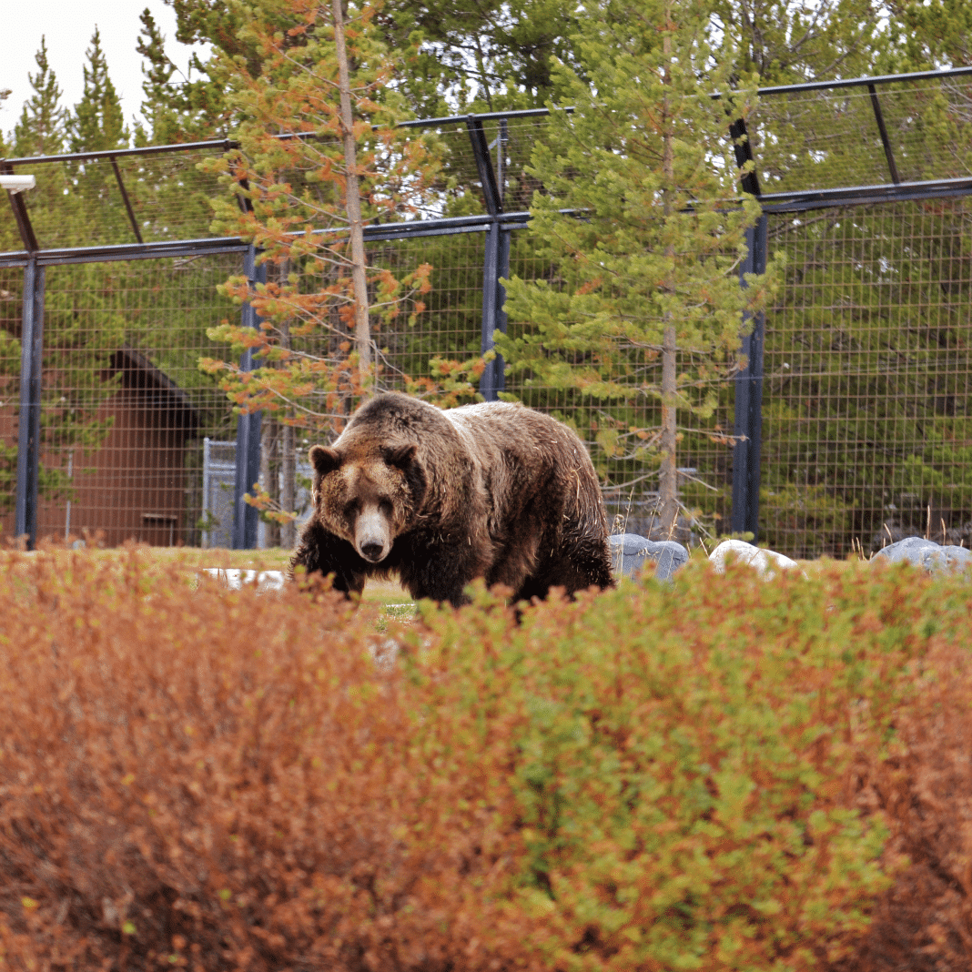 Grizzly & Wolf Discovery Center in West Yellowstone, Montana, offers close-up views of wildlife. No bear spray needed! Photo: Home While We Roam