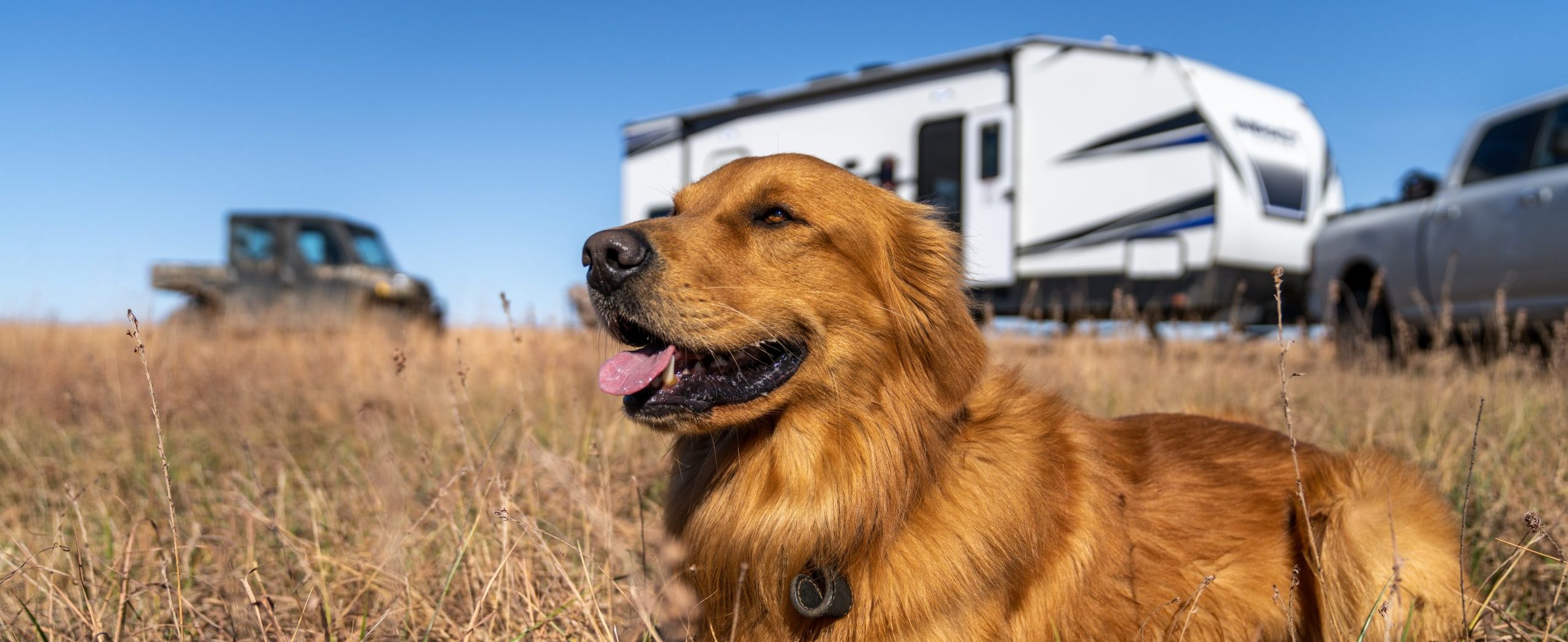 Dog in a Field with RV
