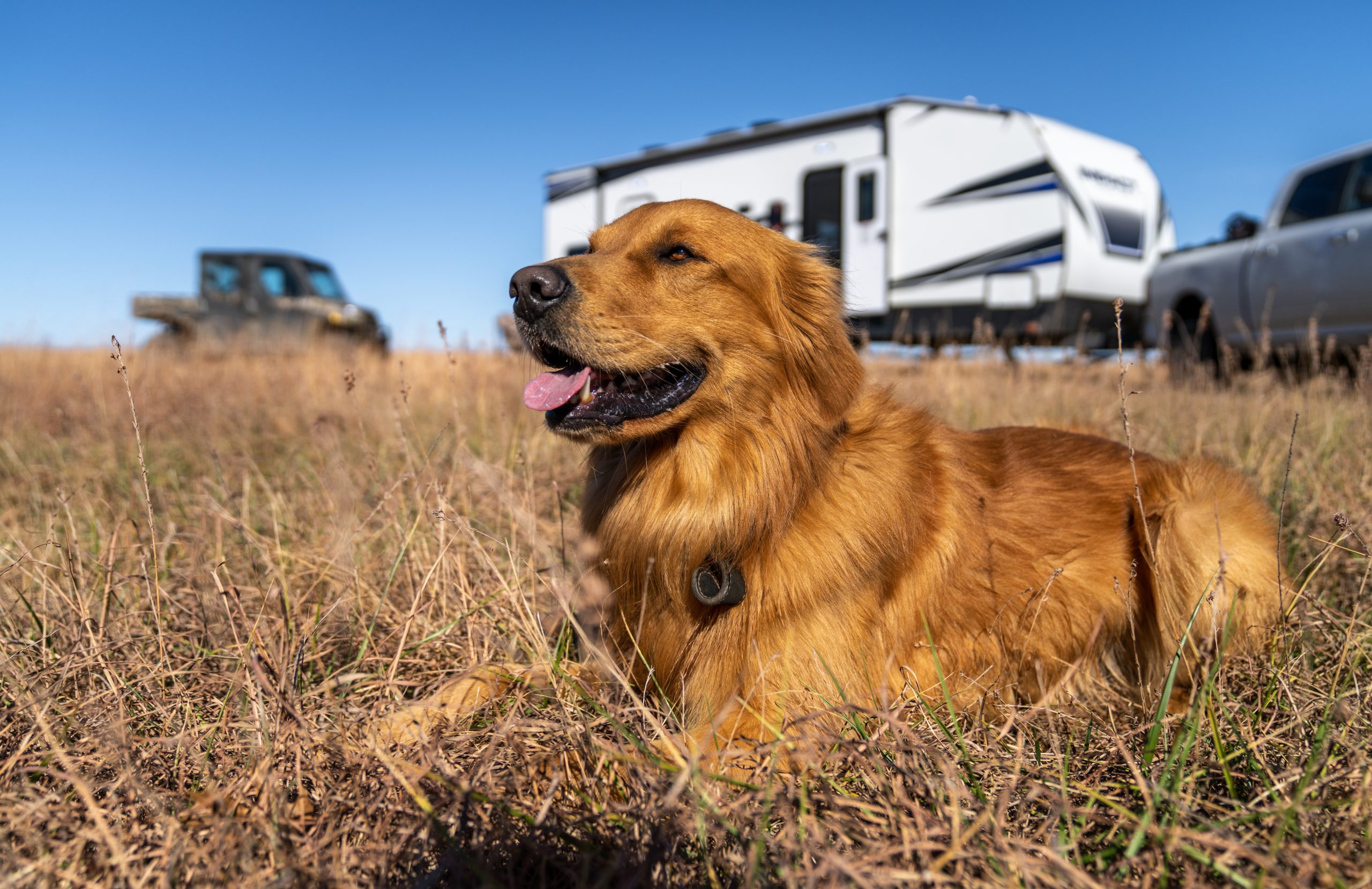 Dog in a Field with RV