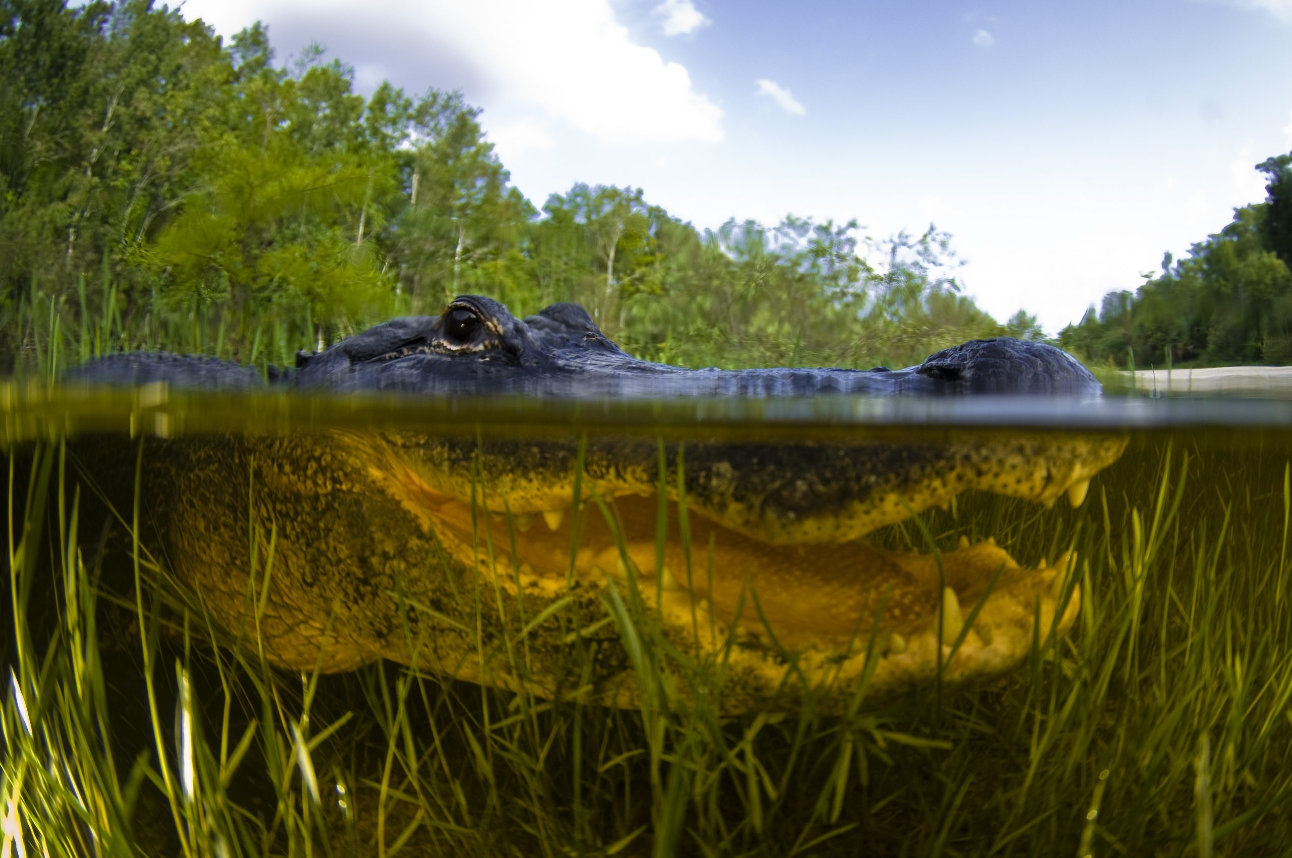 alligator