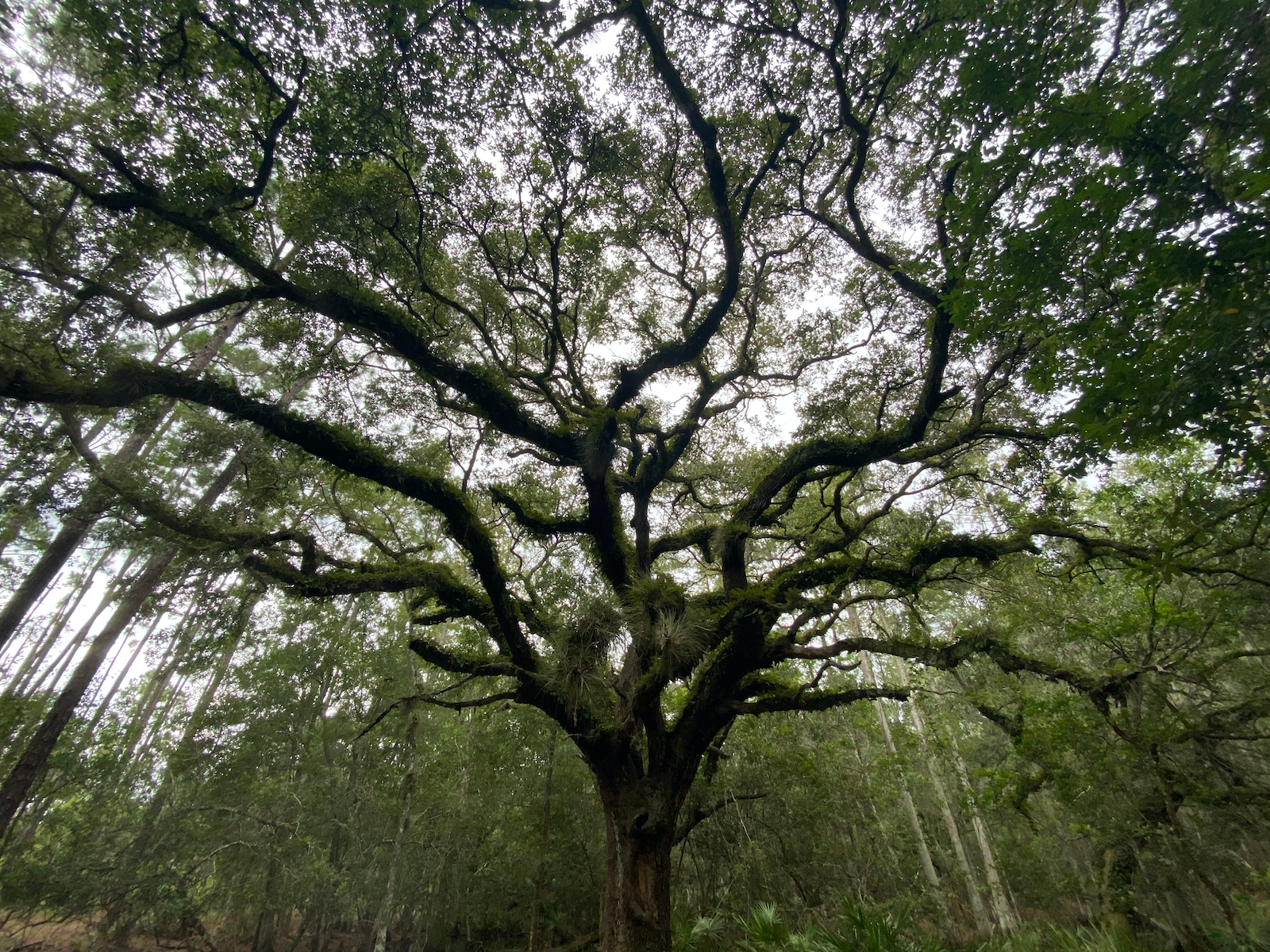 Lake Louisa Live Oak