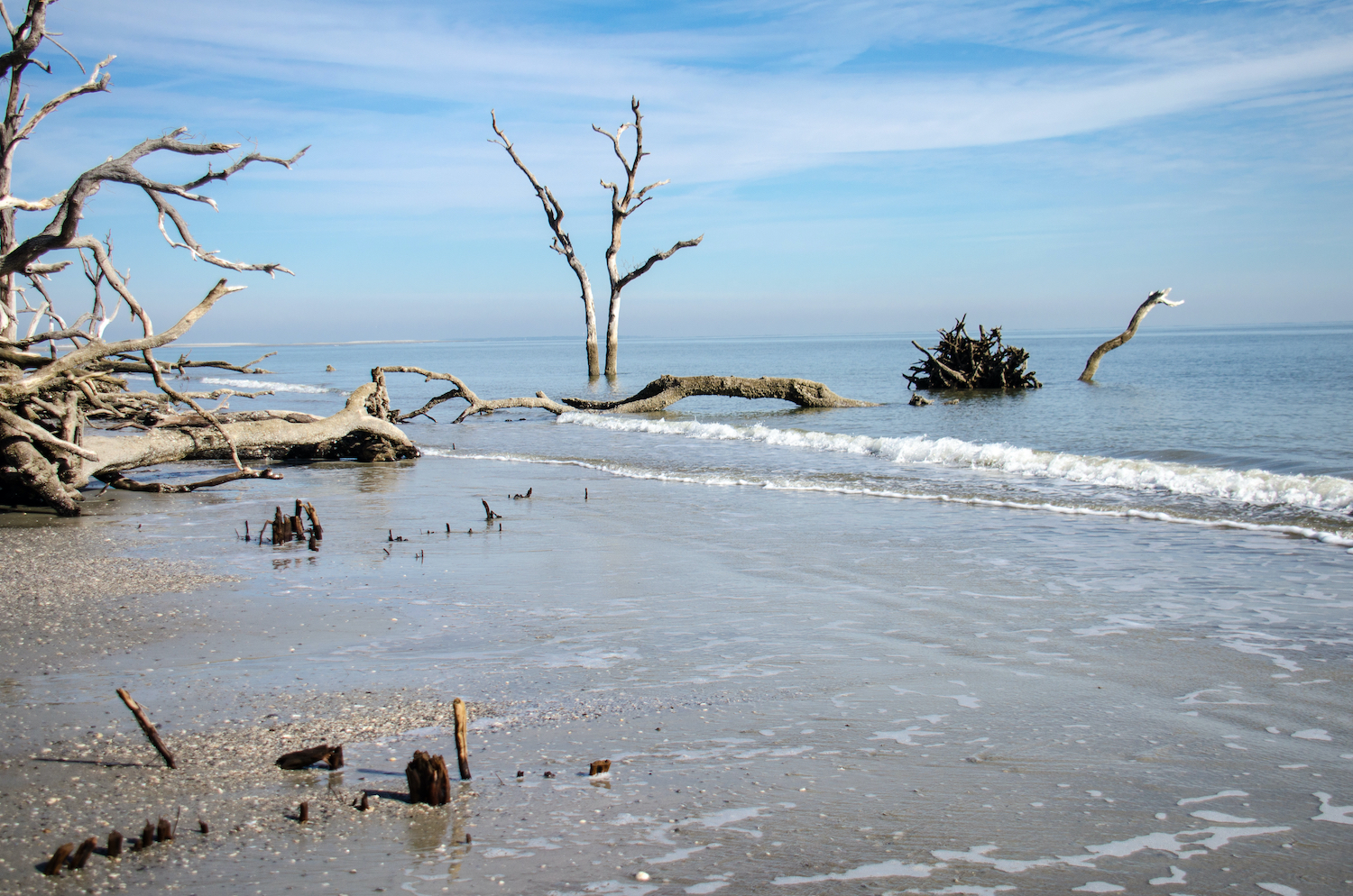 Hunting Island state park with drift wood at the beach