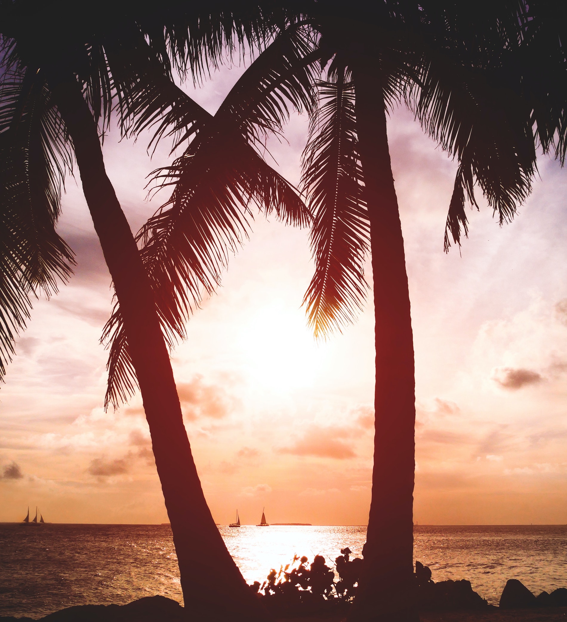 key west palm trees