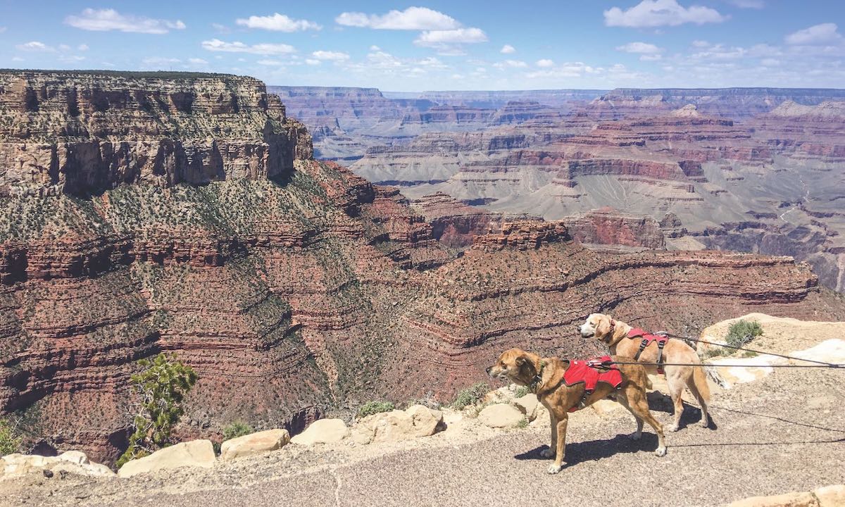 two dogs next to a canyon