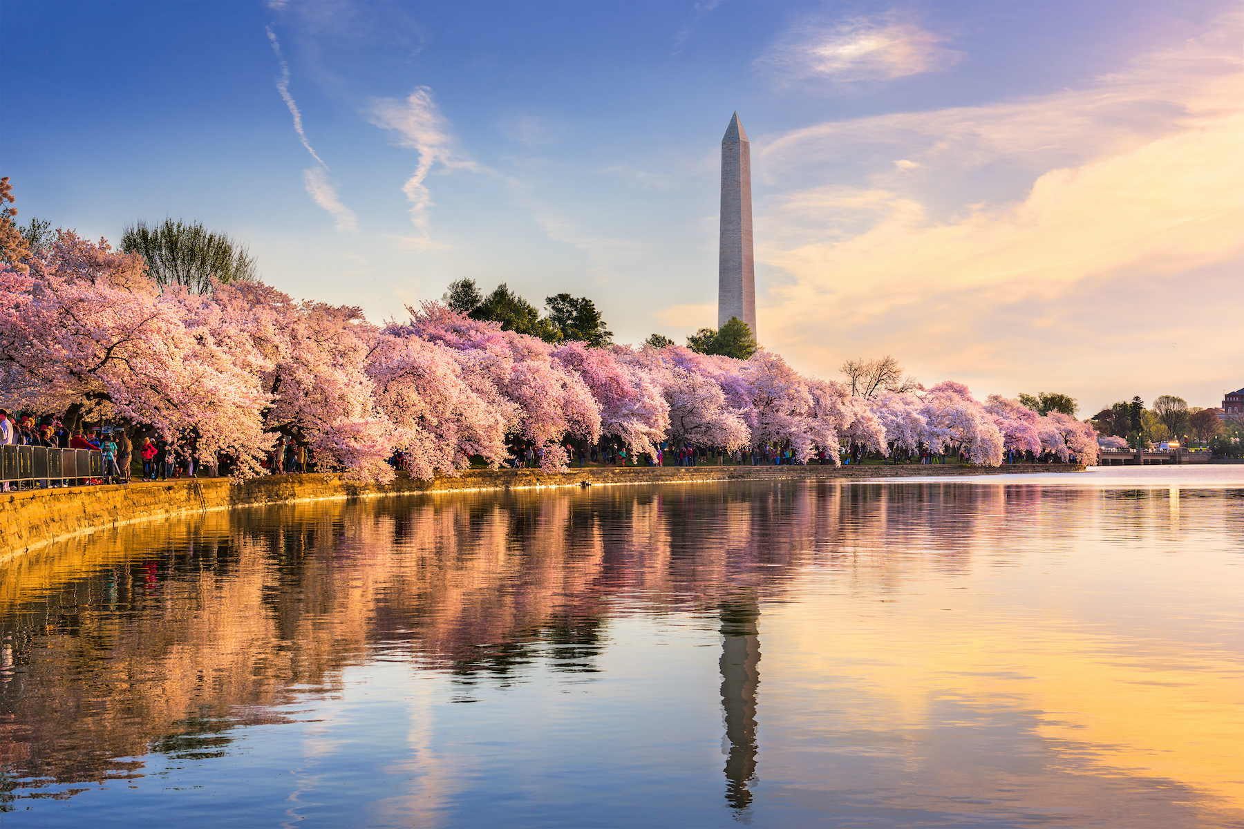 Washington DC, USA at the tidal basin with Washington Monument in spring season.