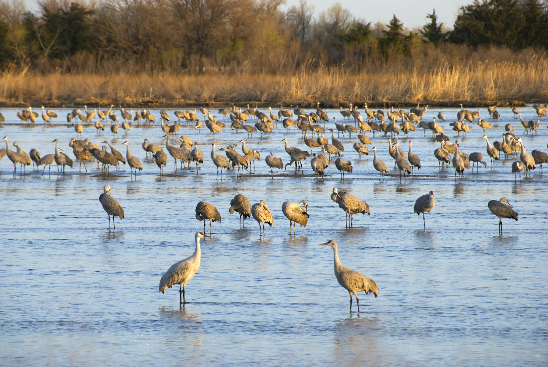 Sandhill cranes in the Platte River waking up and grooming on a sunny spring morning