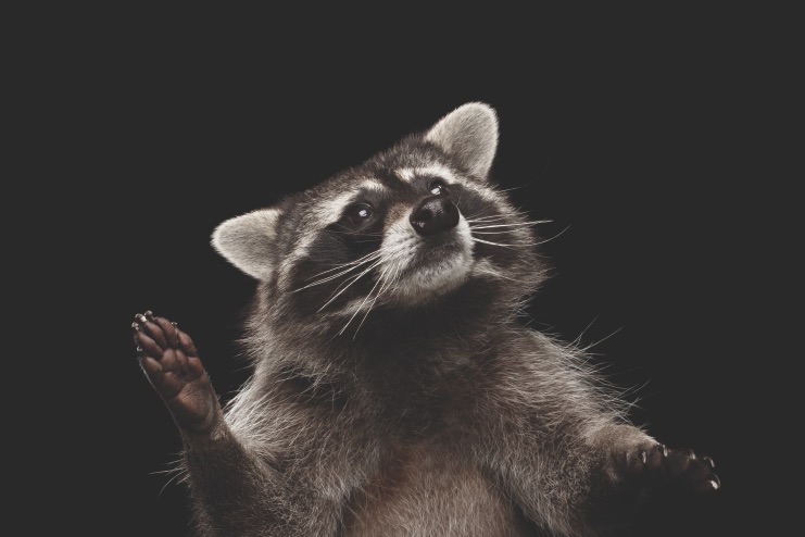 Closeup Portrait Funny Raccoon isolated on Black Background