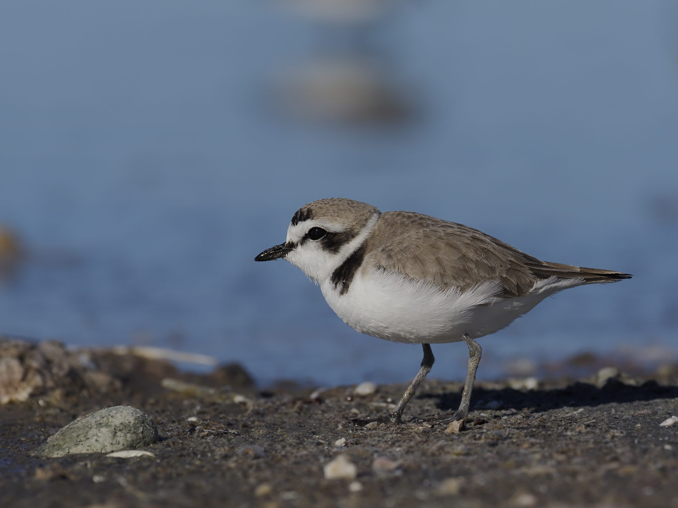 Birdwatching Snowy Plover