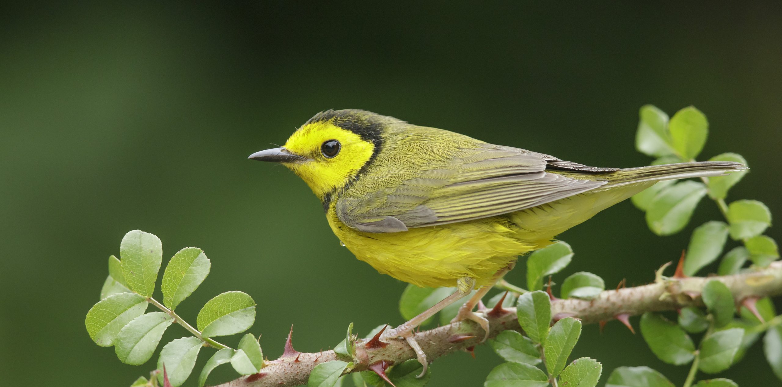 Warbler Birdwatching