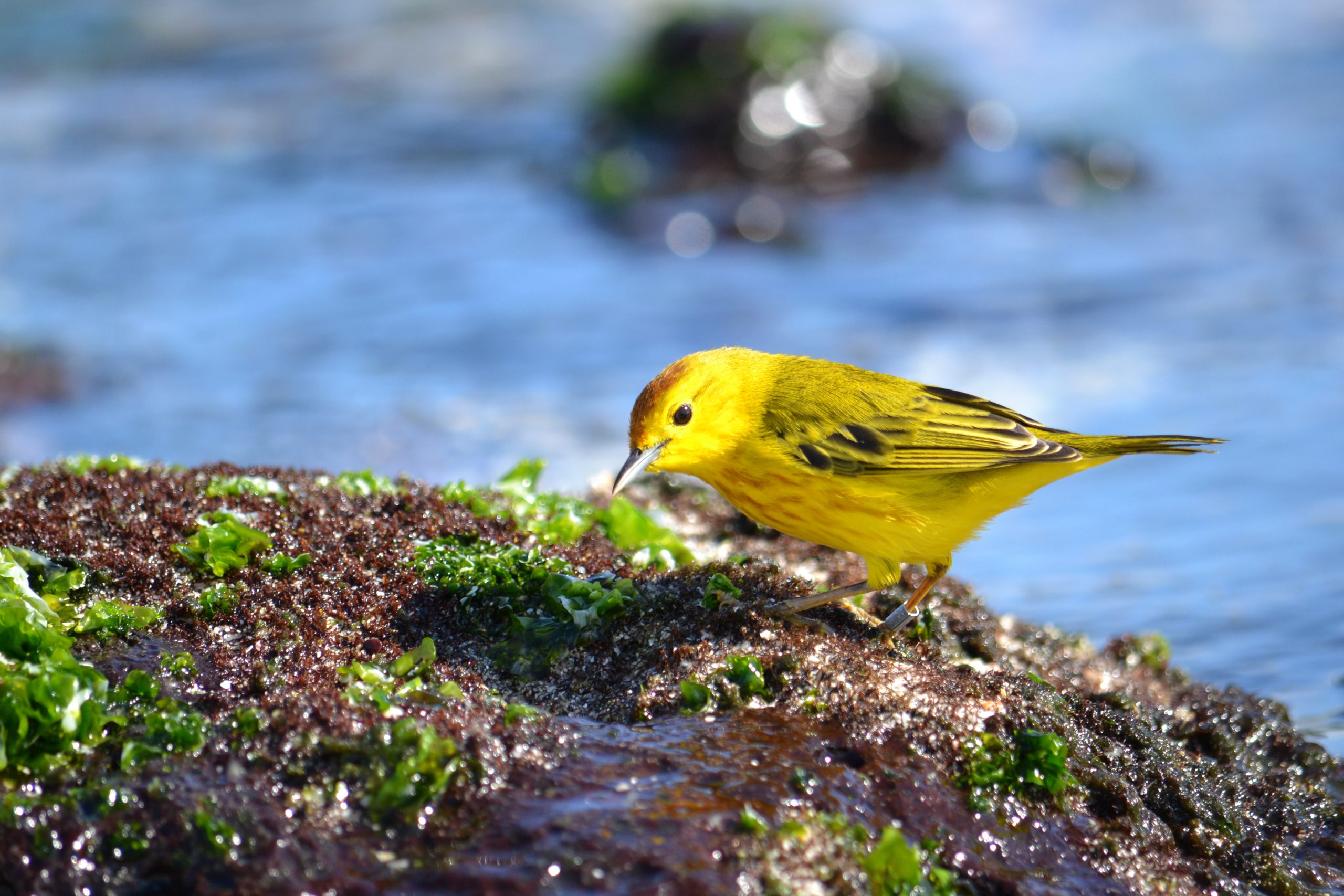 Birdwatching Yellow Warbler