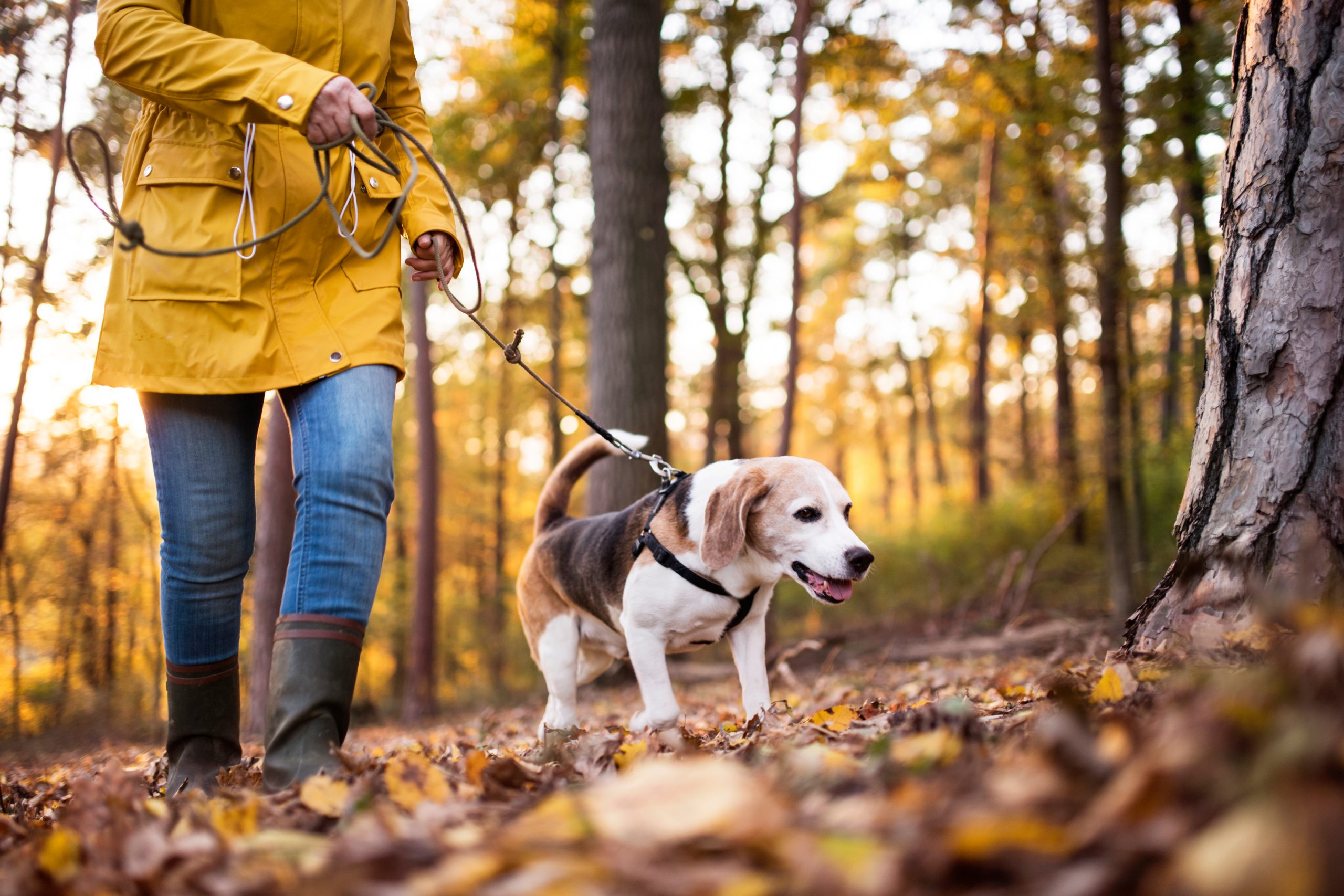 Dog Nature Hike