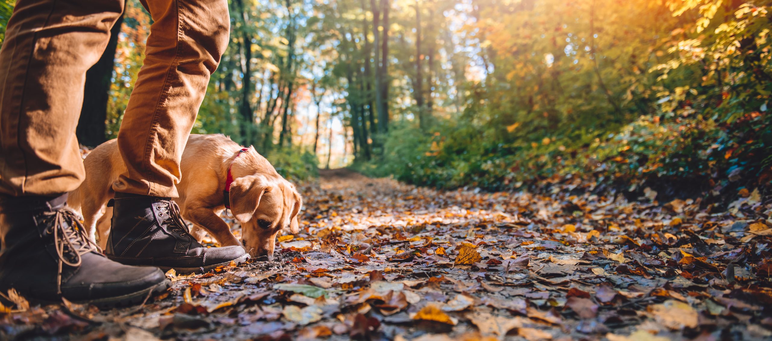 Man hiking in autumn colorful forest with dog