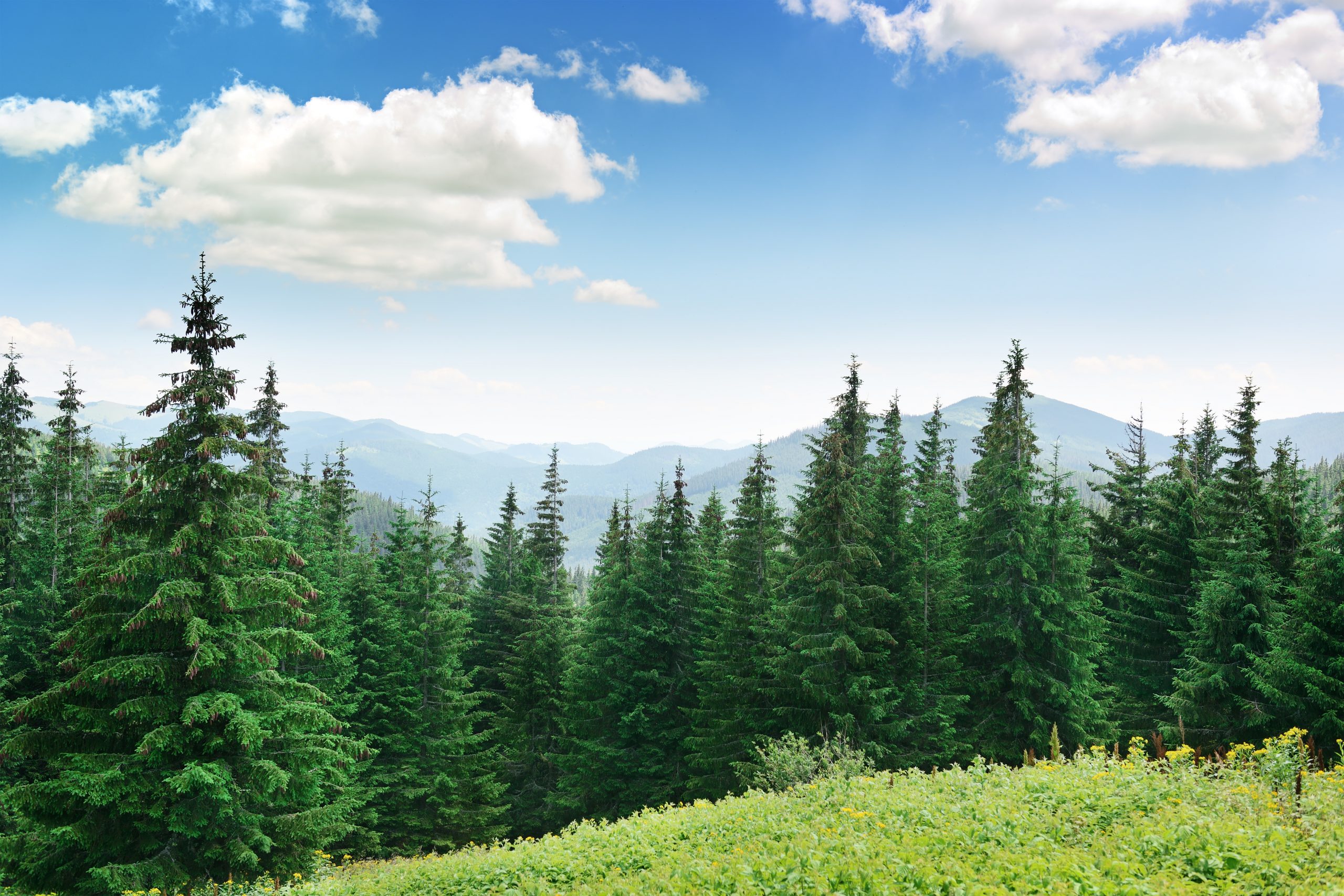 Pine Tree Forest