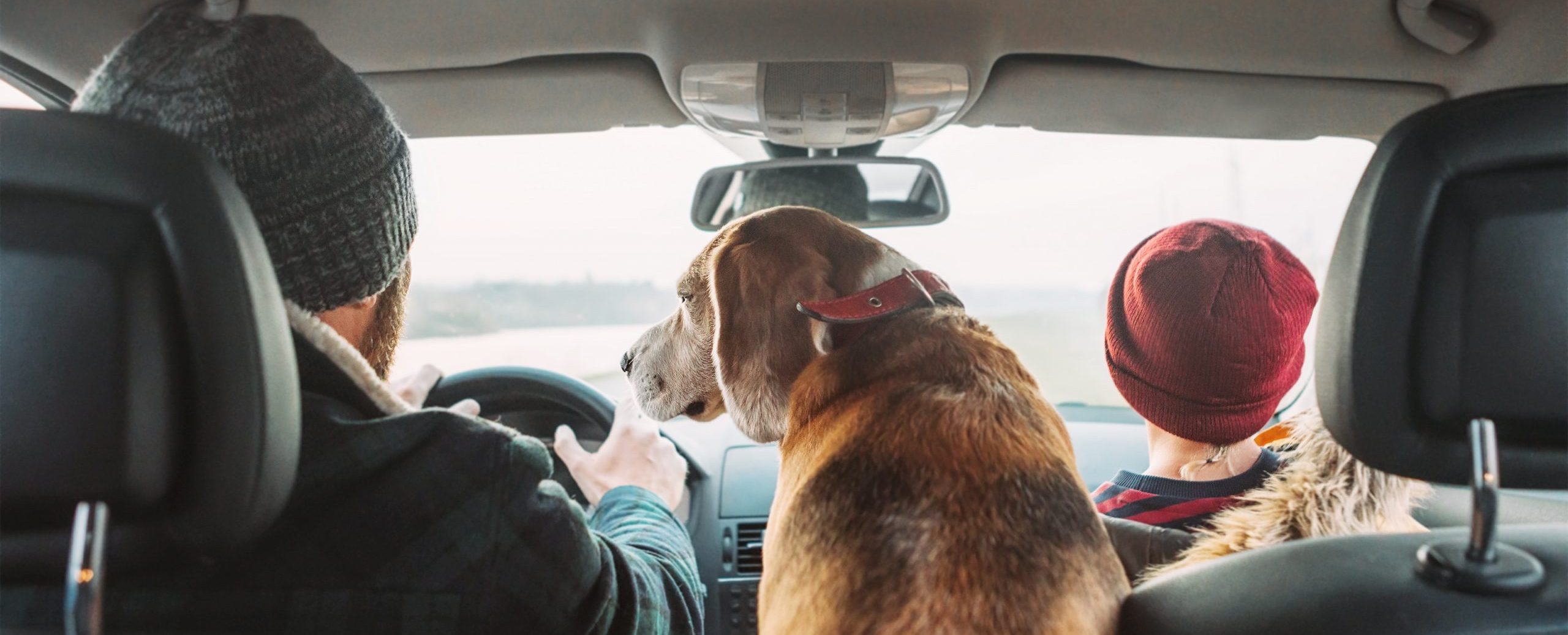 Stress-Free Travel for Pets