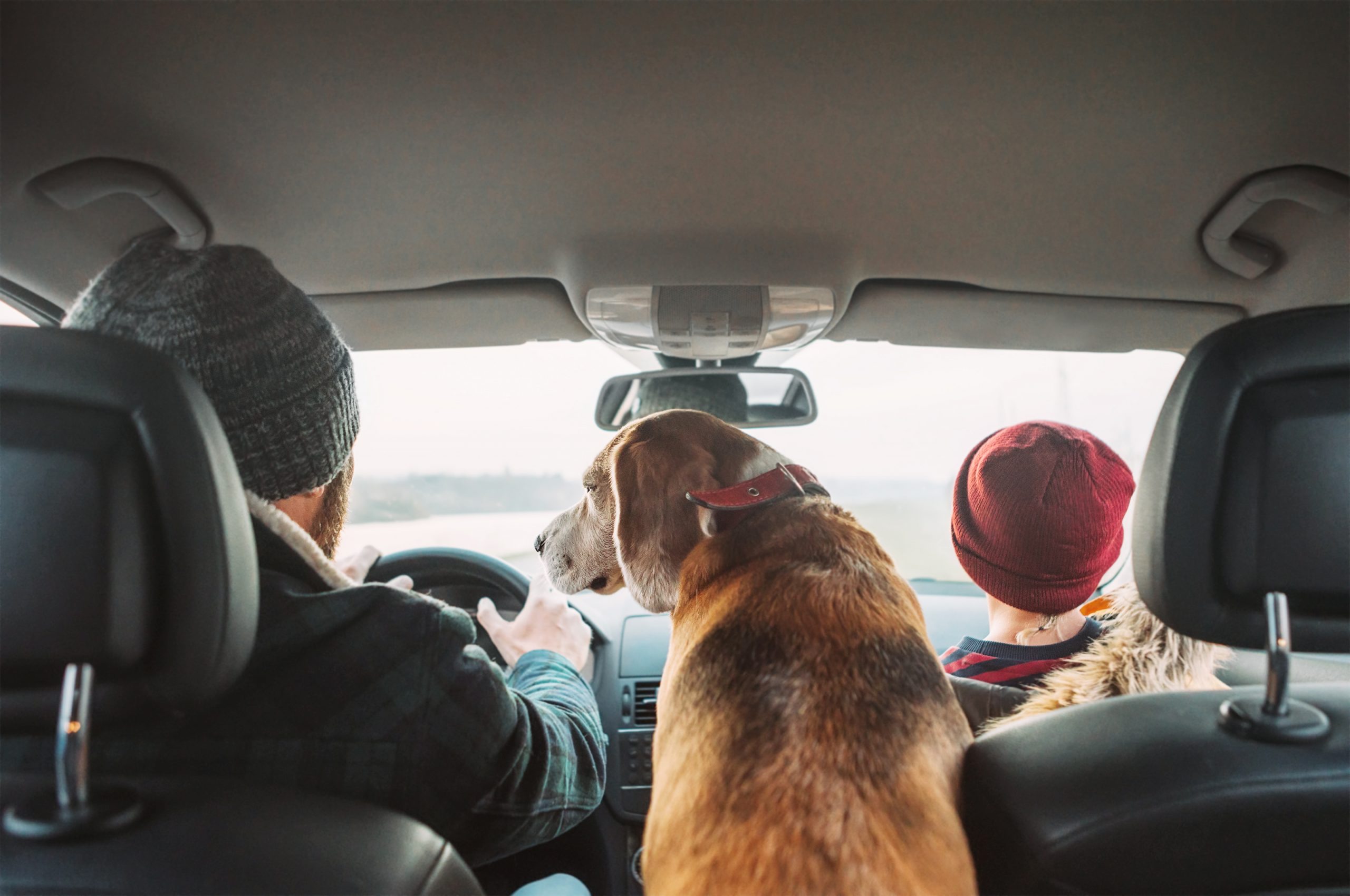 Stress-Free Travel for Pets