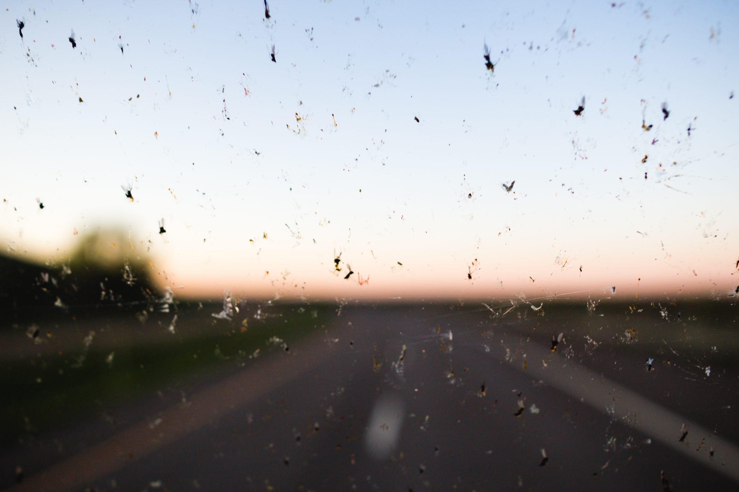 Dead Bugs Windshield