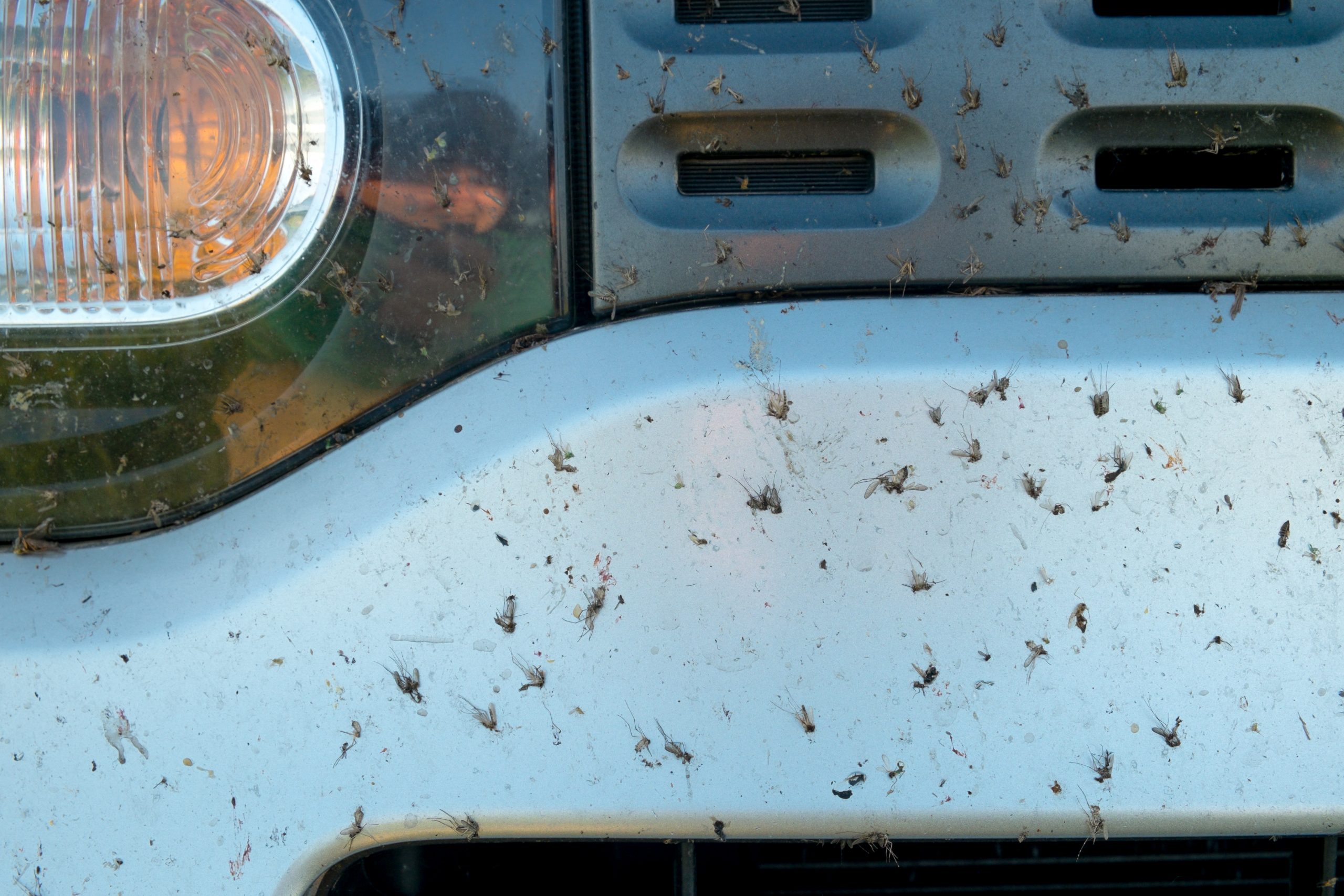 Remove Lovebugs from Your RV