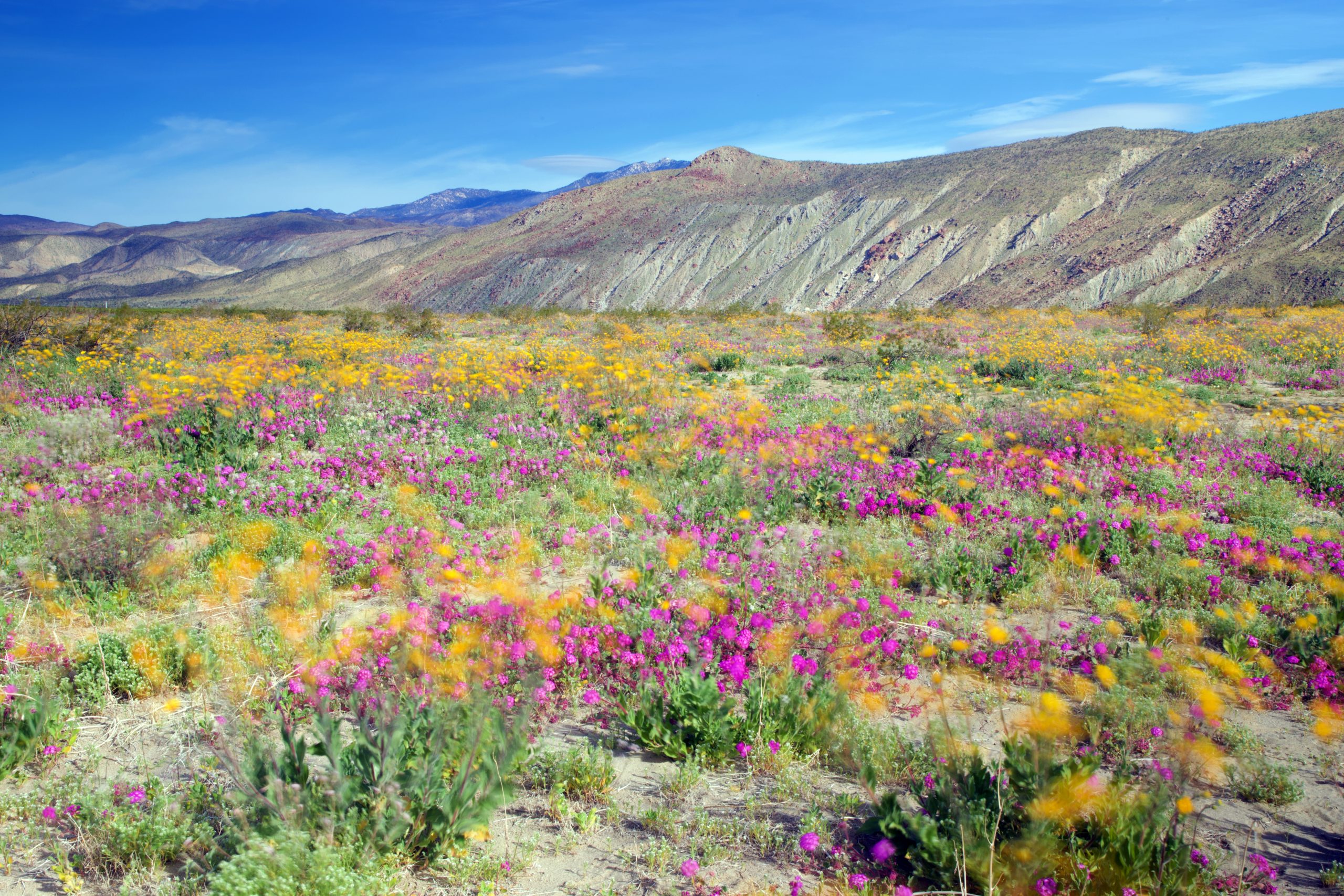 Spring Wildflower Super Blooms and Where to Find Them