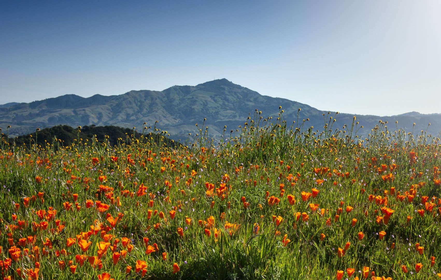 Spring Wildflower Super Blooms and Where to Find Them