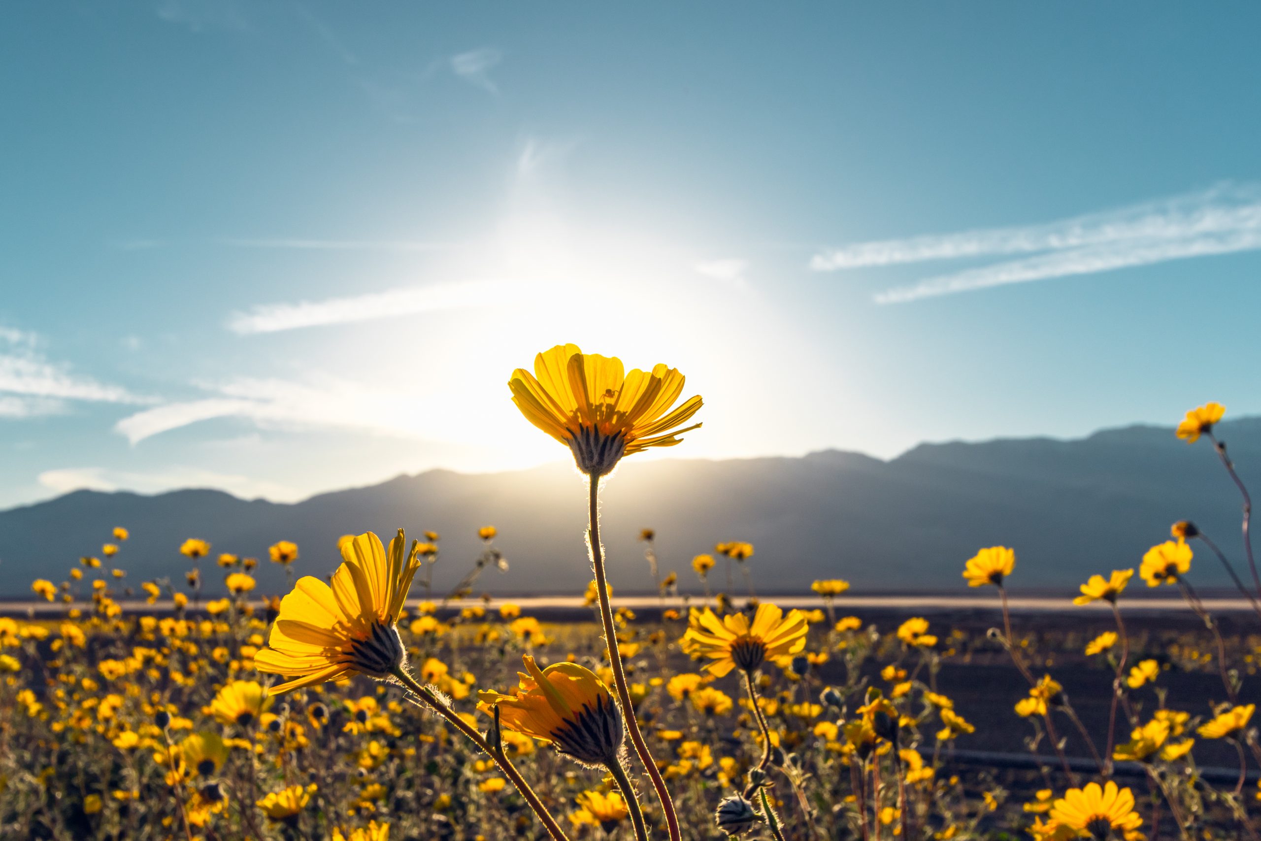 Death Valley Super Bloom